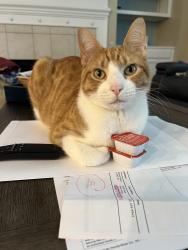 Lost Male Cat last seen 1/2 mile east of Hufsmith Kuykendahl and Stuebner Airline intersection, Tomball, TX 77375