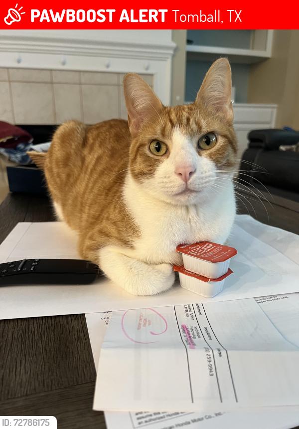 Lost Male Cat last seen 1/2 mile east of Hufsmith Kuykendahl and Stuebner Airline intersection, Tomball, TX 77375