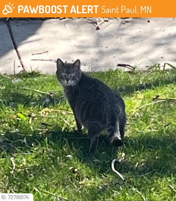 Found/Stray Female Cat last seen Niles Ave & Syndicate near CDH High School, Saint Paul, MN 55116