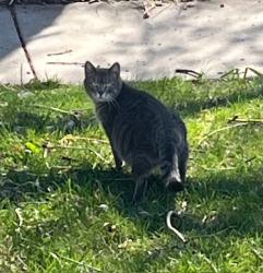 Found/Stray Female Cat last seen Niles Ave & Syndicate near CDH High School, Saint Paul, MN 55116