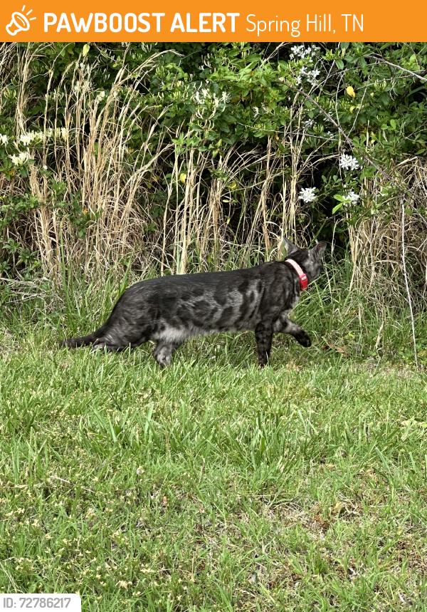 Found/Stray Unknown Cat last seen The grand reserve at spring hill, Spring Hill, TN 37174