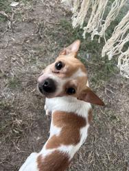 Found/Stray Male Dog last seen Stonewood Dr, Roman Forest, TX 77357