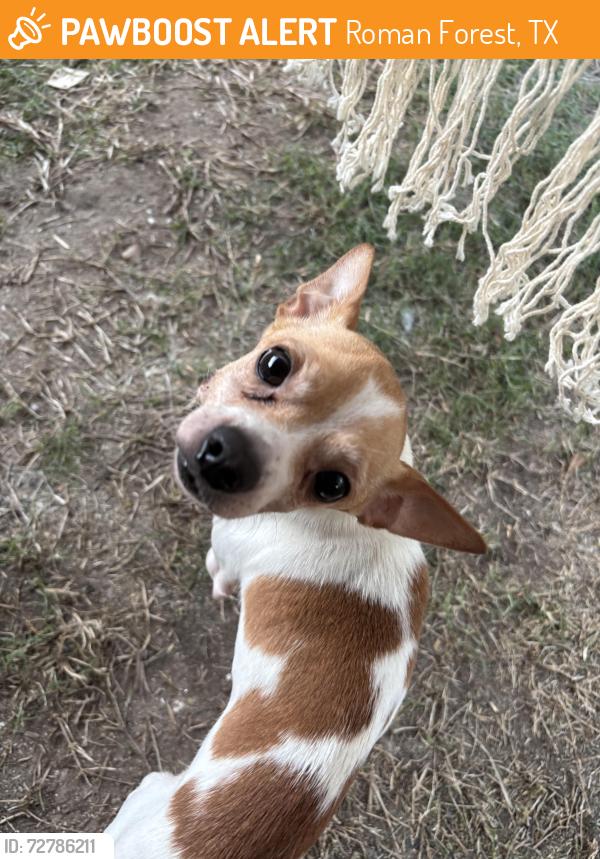 Found/Stray Male Dog last seen Stonewood Dr, Roman Forest, TX 77357