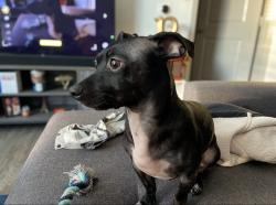 Lost Male Dog last seen Brown blvd, Arlington, TX 76006