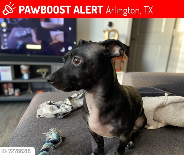 Lost Male Dog last seen Brown blvd, Arlington, TX 76006