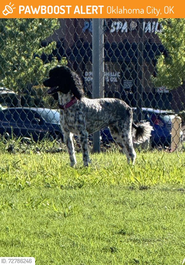 Found/Stray Unknown Dog last seen South Pennsylvania and SW. 119th St., Oklahoma City, OK 73170