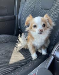 Lost Female Dog last seen Alton Tucker sr blvd and Robert Bryson, Bonaire, GA 31005
