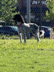 Found/Stray Unknown Dog last seen South Pennsylvania and SW. 119th St., Oklahoma City, OK 73170