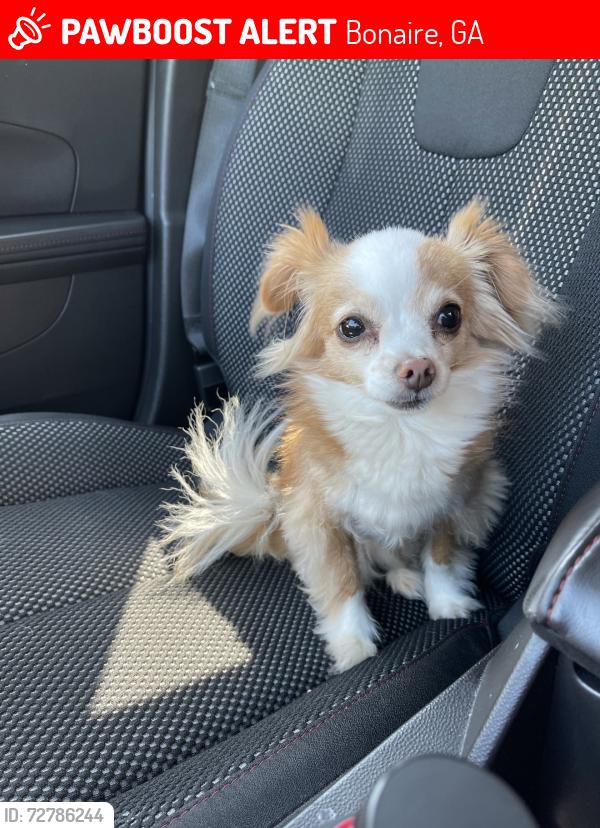 Lost Female Dog last seen Alton Tucker sr blvd and Robert Bryson, Bonaire, GA 31005