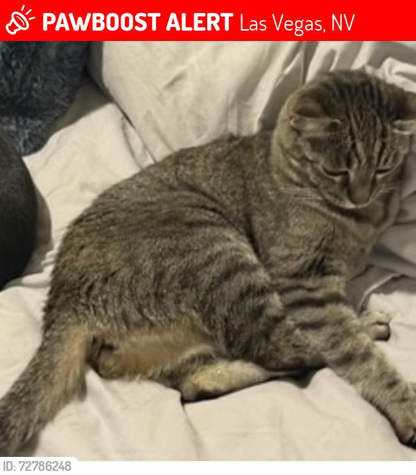 Lost Female Cat last seen Los prados , Las Vegas, NV 89130
