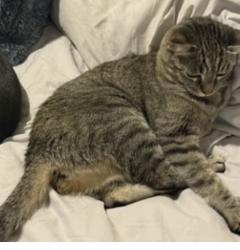Lost Female Cat last seen Los prados , Las Vegas, NV 89130