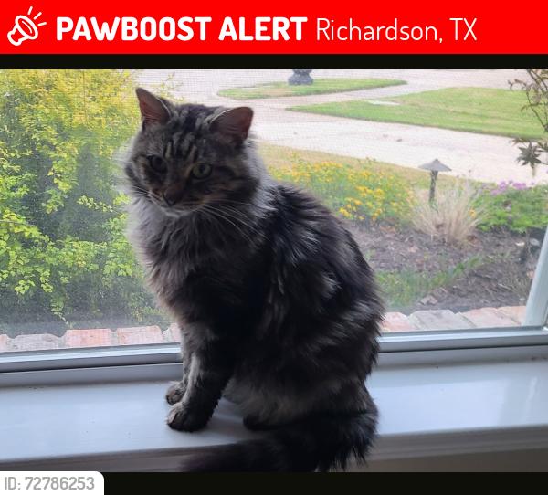 Lost Male Cat last seen Snowmass ct, Richardson, TX 75082