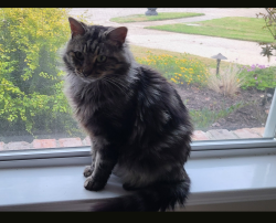 Lost Male Cat last seen Snowmass ct, Richardson, TX 75082