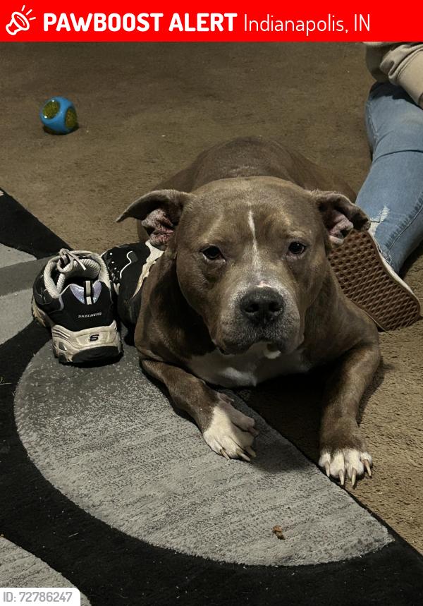 Lost Male Dog last seen Christian Park, Indianapolis, IN 46201