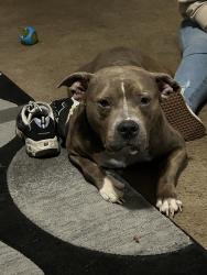 Lost Male Dog last seen Christian Park, Indianapolis, IN 46201