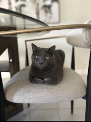 Lost Male Cat last seen Forest hill and Haverhill , West Palm Beach, FL 33415