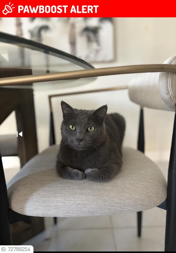 Lost Male Cat last seen Forest hill and Haverhill , West Palm Beach, FL 33415