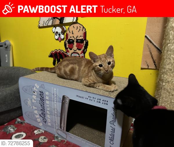 Lost Male Cat last seen Idlewood rd  Stanford oaks apmts , Tucker, GA 30084