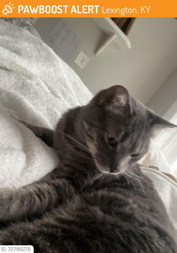 Found/Stray Female Cat last seen Kalmia Ave , Lexington, KY 40507