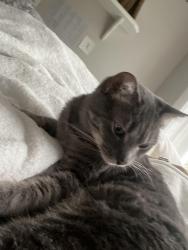Found/Stray Female Cat last seen Kalmia Ave , Lexington, KY 40507