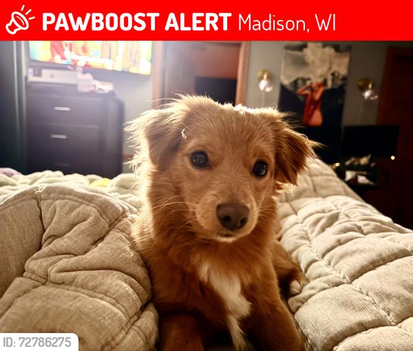 Lost Male Dog last seen Rustic Dr and Saturn Dr, Madison, WI 53718