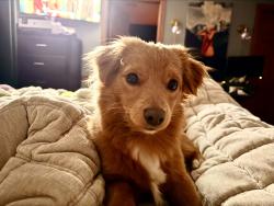 Lost Male Dog last seen Rustic Dr and Saturn Dr, Madison, WI 53718