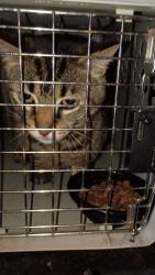 Found/Stray Unknown Cat last seen Goodview park, Goodview, MN 55987