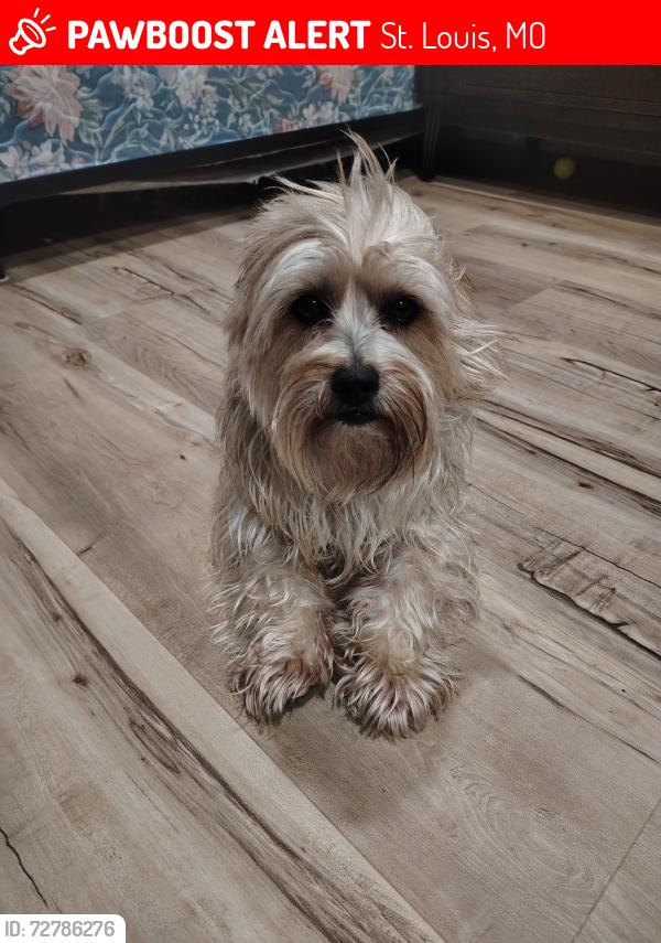 Lost Male Dog last seen Chippewa, St. Louis, MO 63109