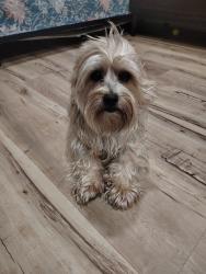 Lost Male Dog last seen Chippewa, St. Louis, MO 63109