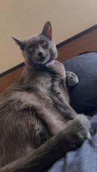 Lost Female Cat last seen Ingram road, San Antonio, TX 78238