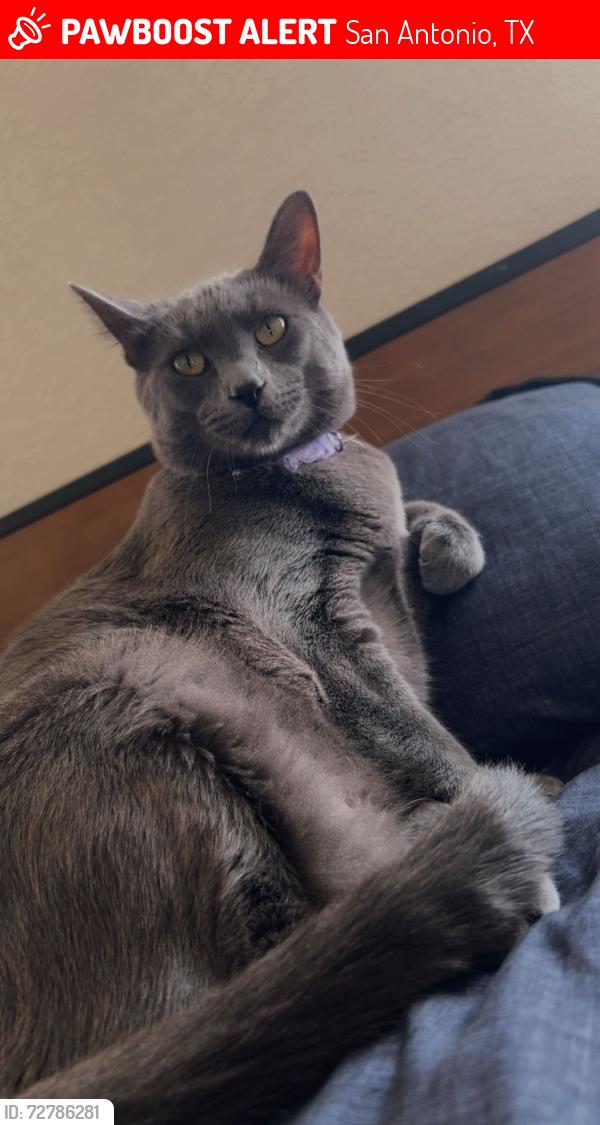 Lost Female Cat last seen Ingram road, San Antonio, TX 78238