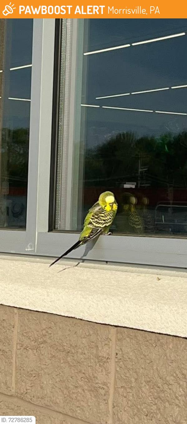 Found/Stray Unknown Bird last seen At the dollar tree , Morrisville, PA 19067