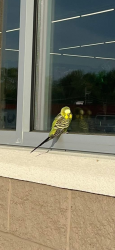 Found/Stray Unknown Bird last seen At the dollar tree , Morrisville, PA 19067