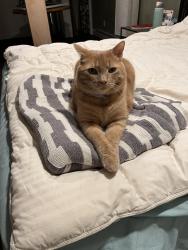 Lost Male Cat last seen Sandy Birch Drive, near Laura’s Woods, Georgia, VT 05478