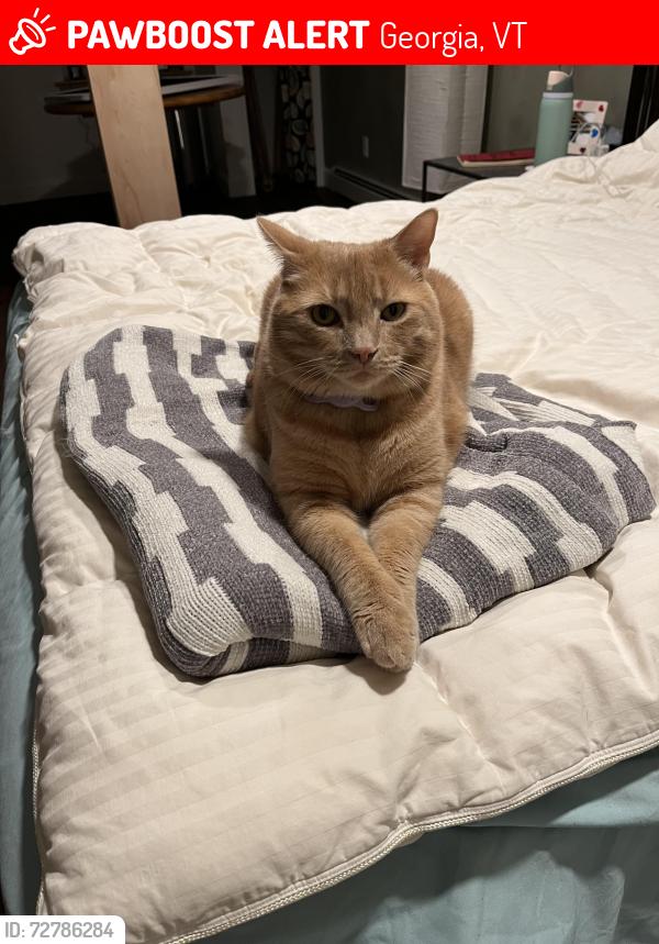 Lost Male Cat last seen Sandy Birch Drive, near Laura’s Woods, Georgia, VT 05478