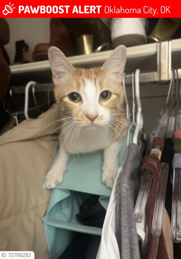 Lost Female Cat last seen NW 122nd and May, Oklahoma City, OK 73120