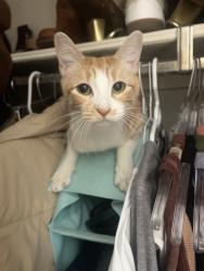 Lost Female Cat last seen NW 122nd and May, Oklahoma City, OK 73120