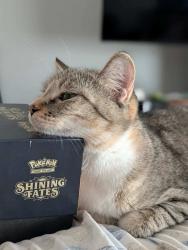 Lost Female Cat last seen Hid in the bushes at speedway on Brooklyn blvd, Minneapolis, MN 55429
