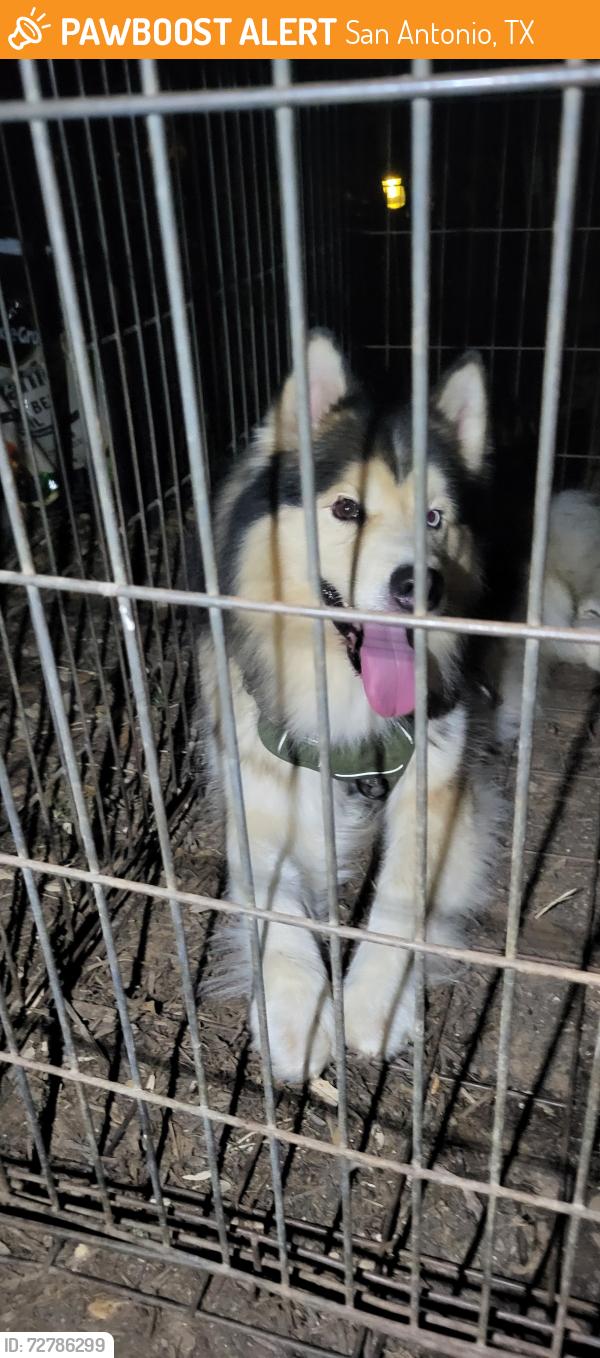 Found/Stray Male Dog last seen Foster, San Antonio, TX 78223