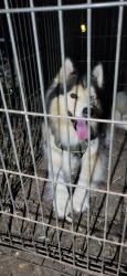 Found/Stray Male Dog last seen Foster, San Antonio, TX 78223