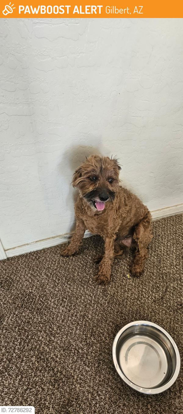 Found/Stray Male Dog last seen Guadeloupe Rd, Greenfield Rd, Gilbert, AZ 85233