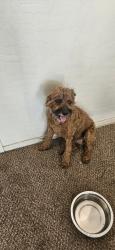 Found/Stray Male Dog last seen Guadeloupe Rd, Greenfield Rd, Gilbert, AZ 85233