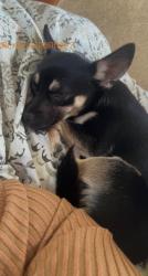 Lost Female Dog last seen moss , Odessa, TX 79763