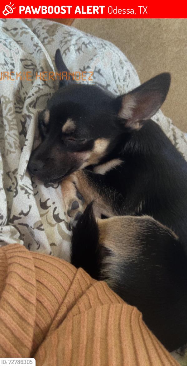 Lost Female Dog last seen moss , Odessa, TX 79763