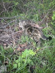 Found/Stray Unknown Cat last seen Woods, Fort Wayne, IN 46818