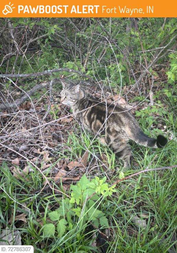 Found/Stray Unknown Cat last seen Woods, Fort Wayne, IN 46818