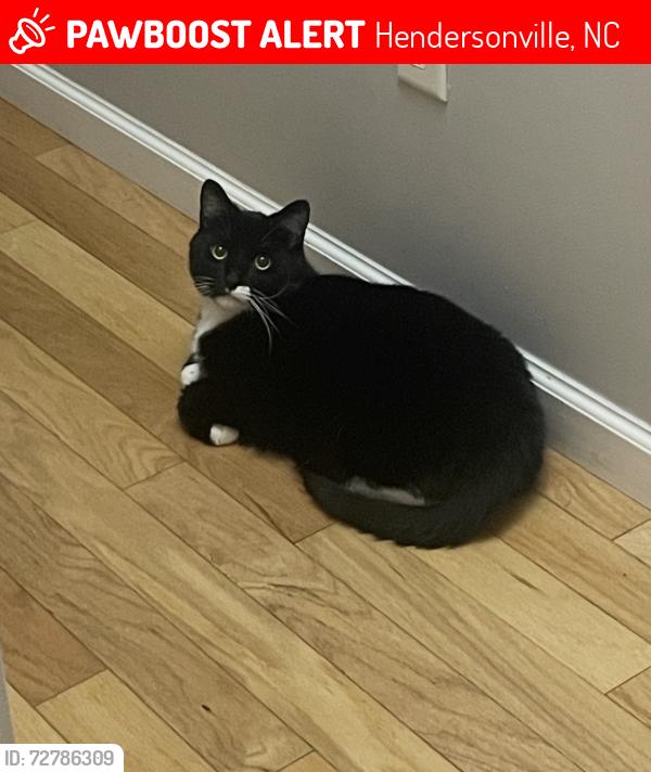Lost Male Cat last seen Dana Road, Hendersonville, NC 28792