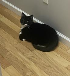 Lost Male Cat last seen Dana Road, Hendersonville, NC 28792