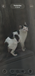 Reunited Female Cat last seen Excelsior Court btwn MacArthur & Beacon, Oakland, CA 94610