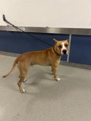 Shelter Stray Male Dog last seen Near BLOCK SW 211TH ST, Doral, FL 33122